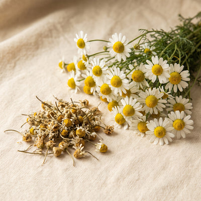 German Chamomile Extract