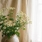 Feverfew Extract (Clinical-Grade)