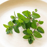 Wild Peppermint